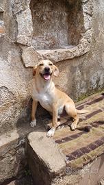 GIORGIO adorabile cucciolo abbandonato al cimitero