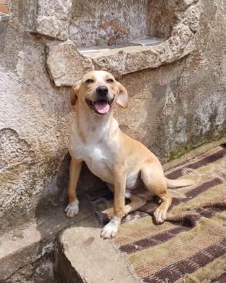 GIORGIO adorabile cucciolo abbandonato al cimitero