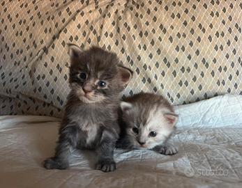 Maine coon con pedigree