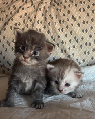 Maine coon con pedigree