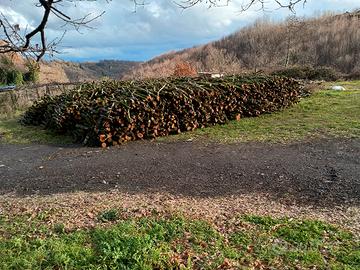 Legna di nocciolo 