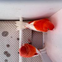 Canarini Rossi Ala Bianca