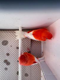 Canarini Rossi Ala Bianca