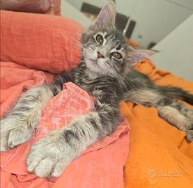 Maine coon femminuccia vaccinata 3 mesi