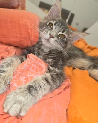 Maine coon femminuccia vaccinata 3 mesi