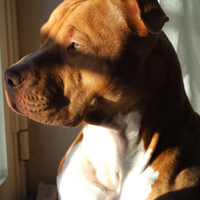 Per monta: American Pitbull Terrier UKC- Red nose