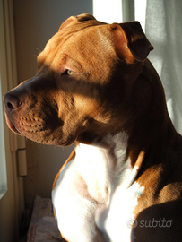 Per monta: American Pitbull Terrier UKC- Red nose