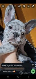 Bulldog francese