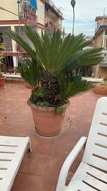 Cycas grande in vaso