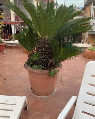 Cycas grande in vaso