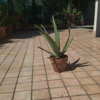Pianta di aloe vera  in vaso. 
