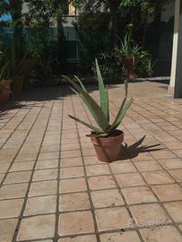 Pianta di aloe vera  in vaso. 