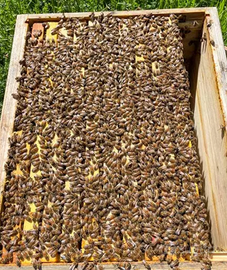 Nuclei di Api carnica