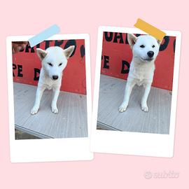 Shiba Inu