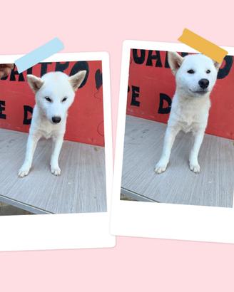 Shiba Inu