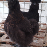 Galline e galletti Moroseta