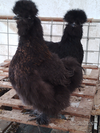 Galline e galletti Moroseta