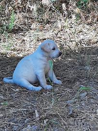 Cane - cucciolo futura taglia medio grande