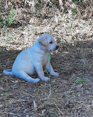 Cane - cucciolo futura taglia medio grande