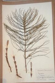 Erbario Britannico originale 1929