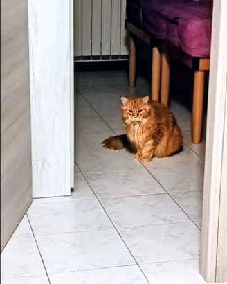 Gatto Maine coon