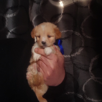 Cucciolo maltipoo toy