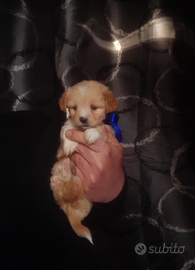 Cucciolo maltipoo toy