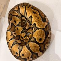 Pitone reale 0.1 firefly 66ph pied