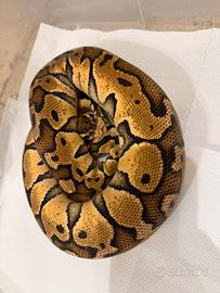 Pitone reale 0.1 firefly 66ph pied