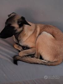 Cucciolo kangal