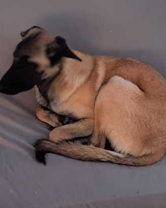 Cucciolo kangal