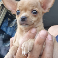 Chihuahua Nano