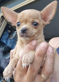 Chihuahua Nano