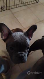 bulldog francese esotico di 5 mesi