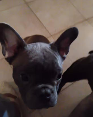bulldog francese esotico di 5 mesi