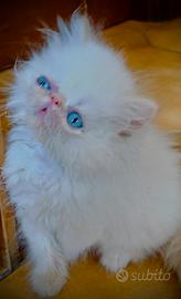Gatti persiani