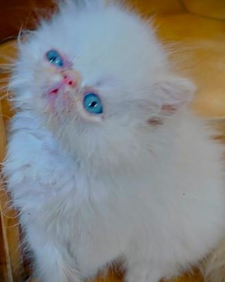 Gatti persiani