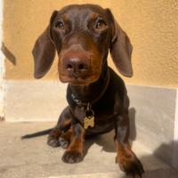 Bassotto Cioccolato disponibile per Monta