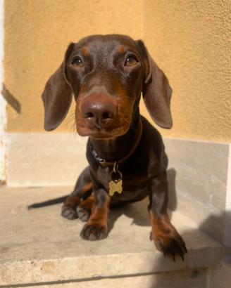 Bassotto Cioccolato disponibile per Monta