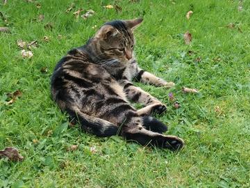 Gatto NIKE smarrito a Piancastagnaio