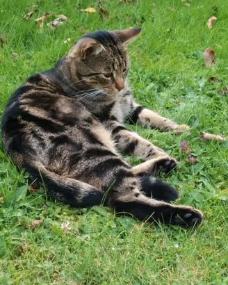 Gatto NIKE smarrito a Piancastagnaio