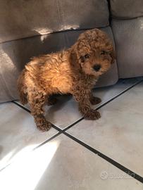 Stupendi cuccioli barboncino toy red