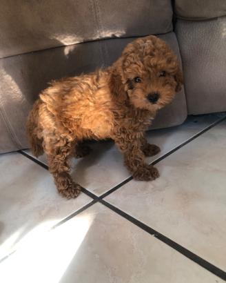Stupendi cuccioli barboncino toy red