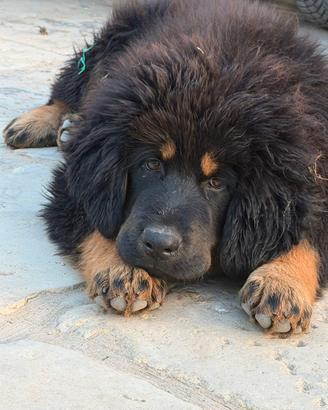 Mastino tibetano