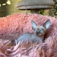 Gatto sphynx (sfinge)