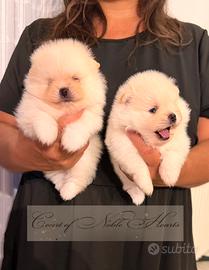 Pomerania