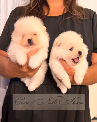 Pomerania