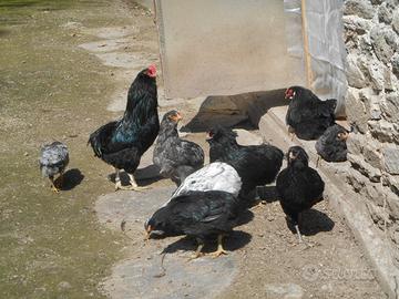 Araucana