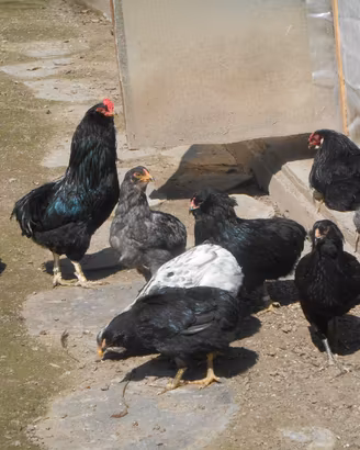 Araucana