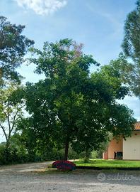casa a Follonica 